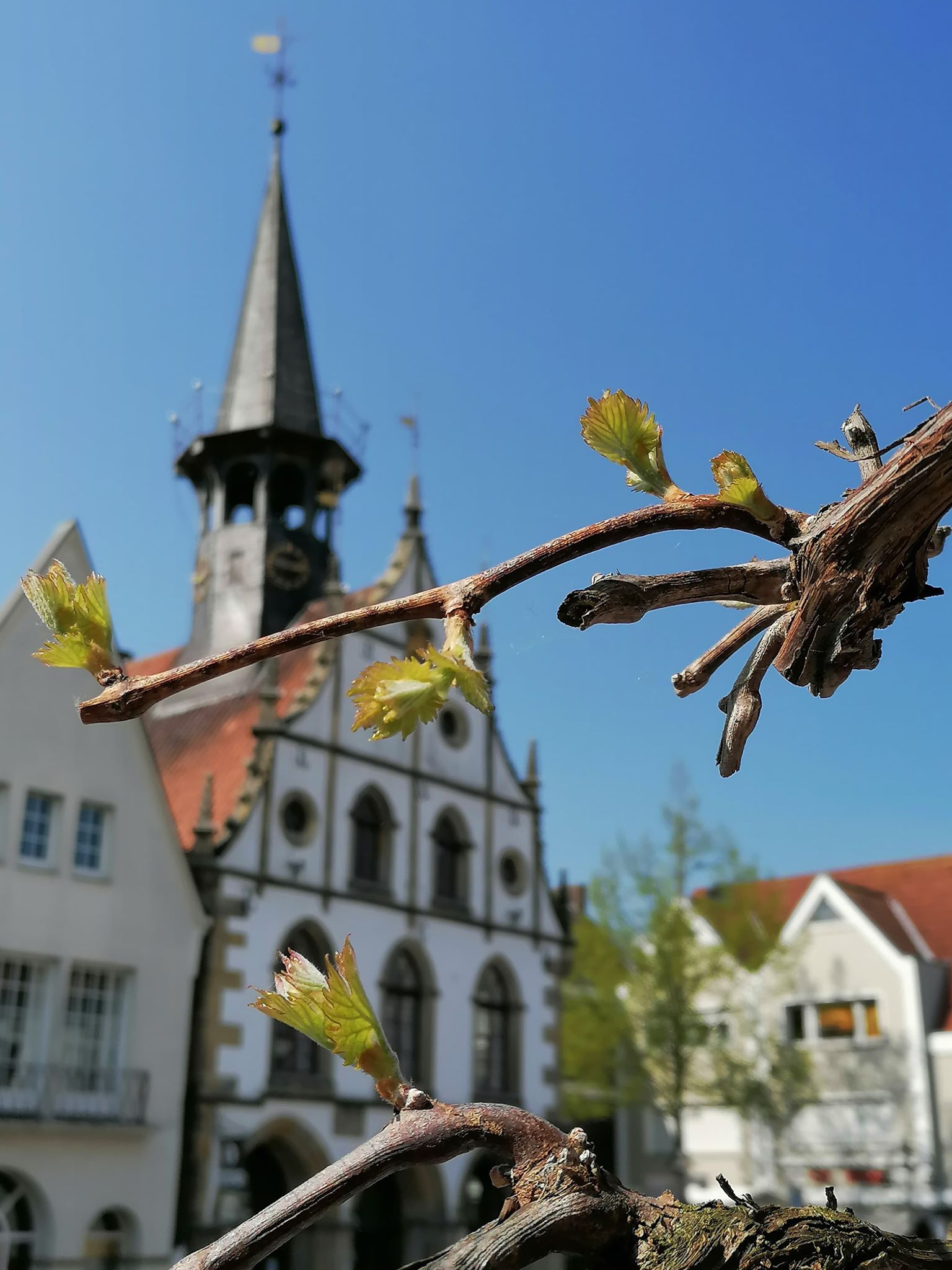 Erntedankmarkt & Federweißer
